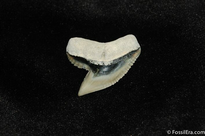 Large Fossil Tiger Shark Tooth From Bone Valley #203